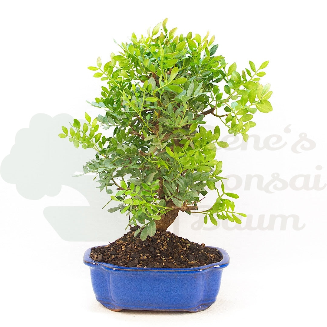 Pistazie 'Pistazie lentiscus'